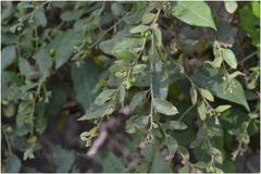 Cocculus hirsutus